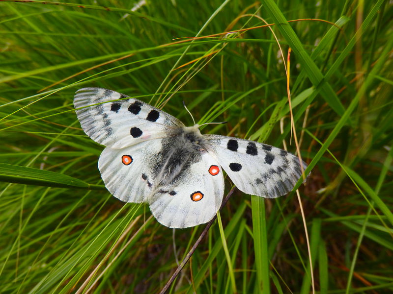 Rando Croix de Pralognan
