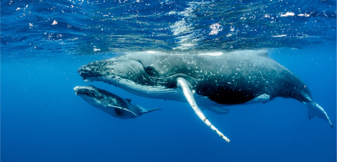 Tahiti Iti Diving