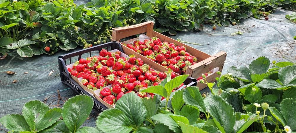 Le domaine du Coq en Pat - Production de petits fruits rouges et d'oeufs