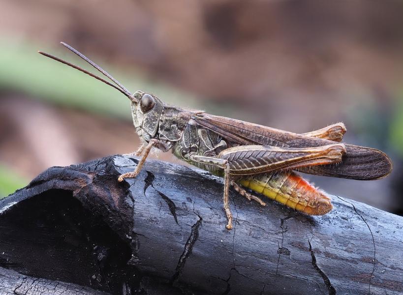 Rencontre avec les orthoptères - sortie Nature_Le Castellet