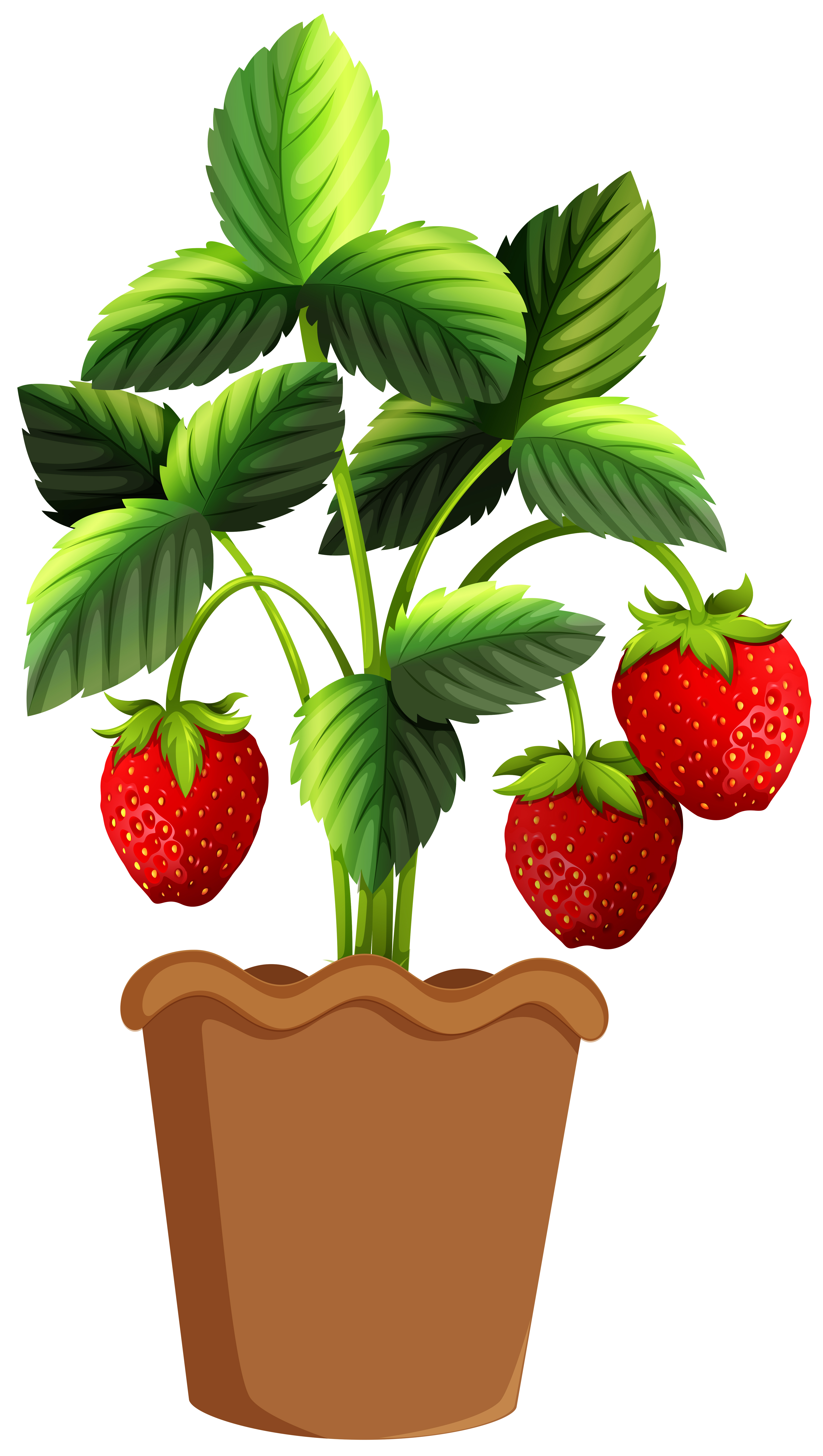 fraisier