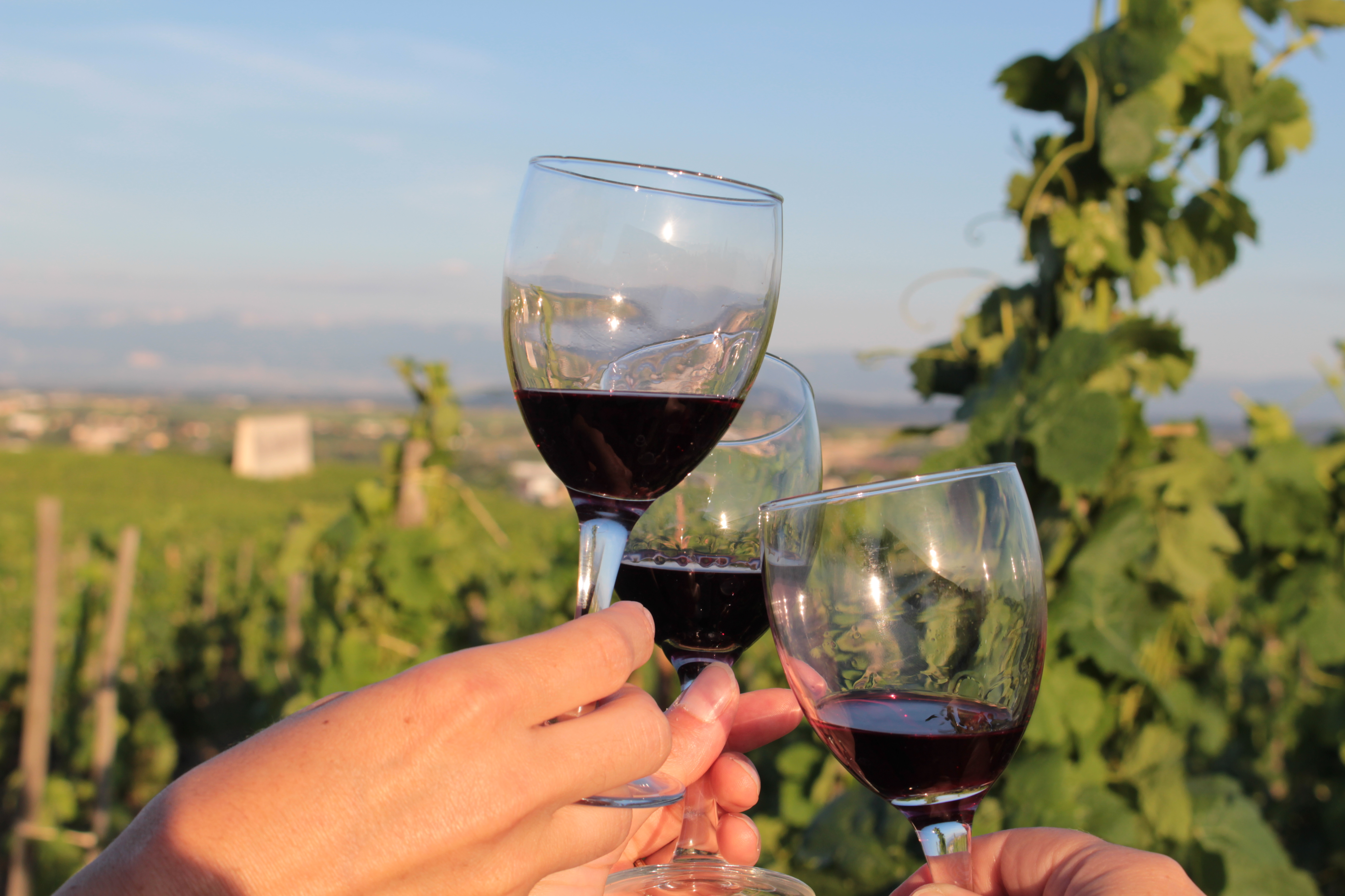 Dégustation dans les vignes Domaine Rouchier - manger bio et local