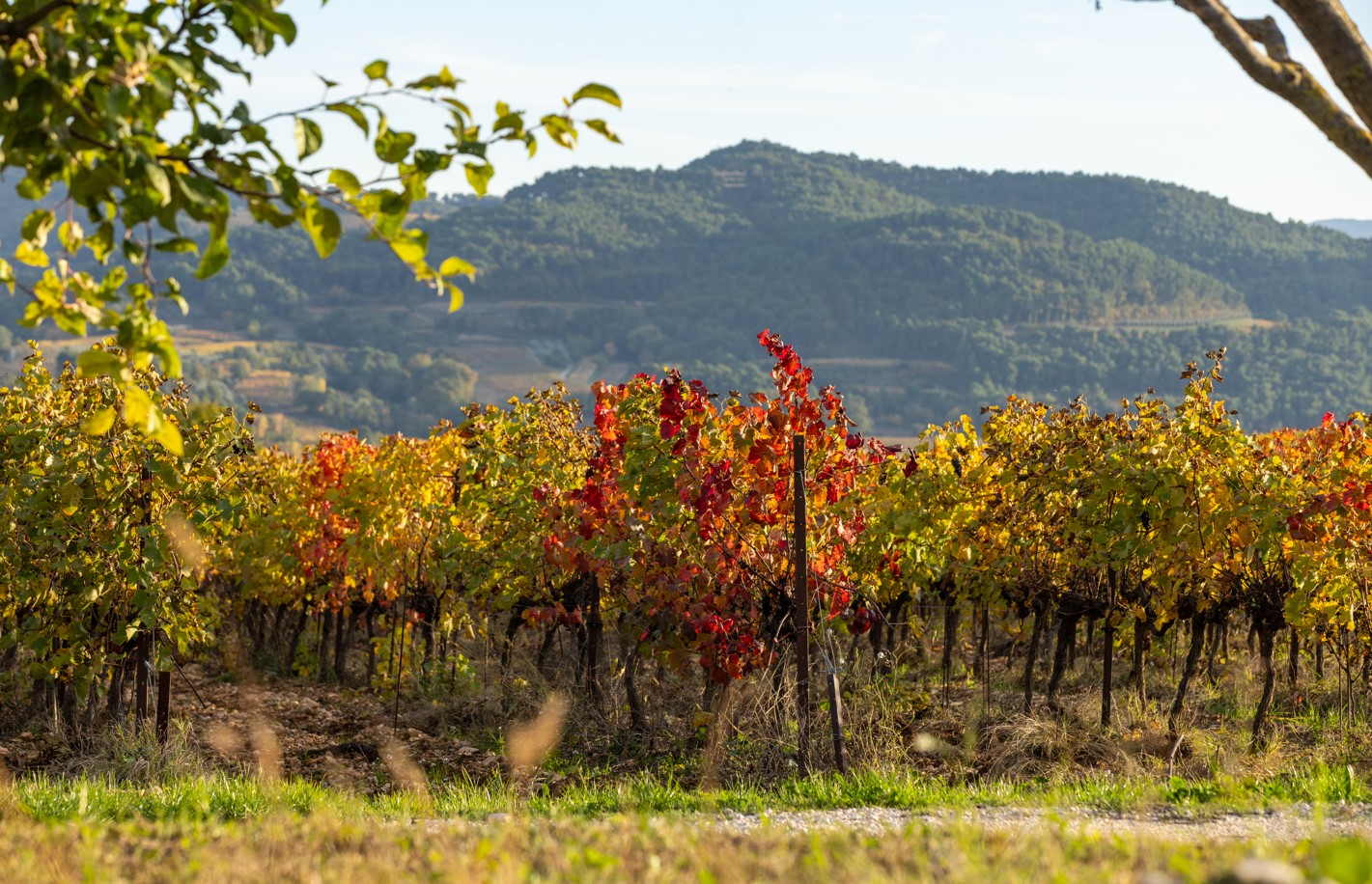 vignobles