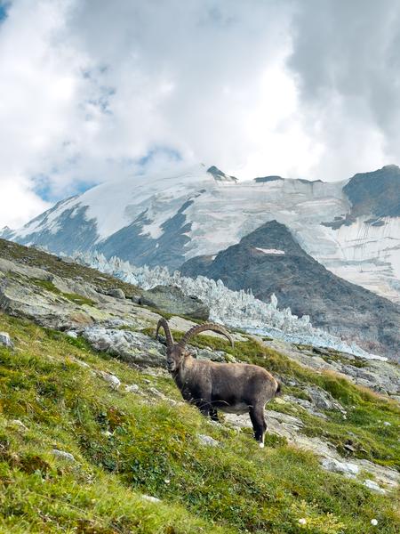 Glacier de Bionnassay et bouquetin