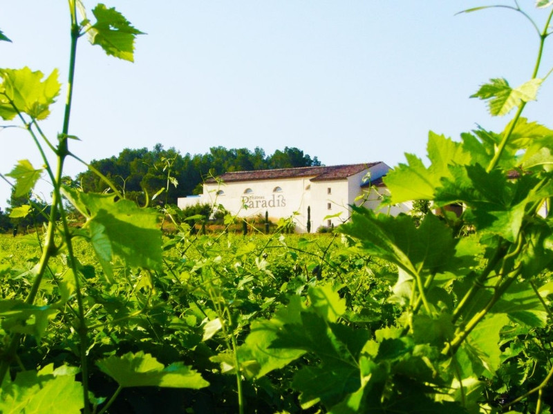 Château Paradis - photo 2