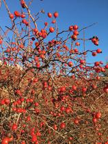 Fruits sauvages d'automne