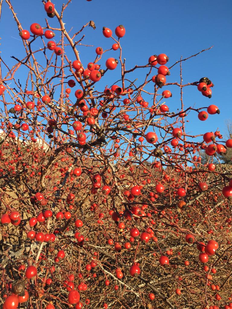 Balade découverte sur les fruits sauvages d'automne