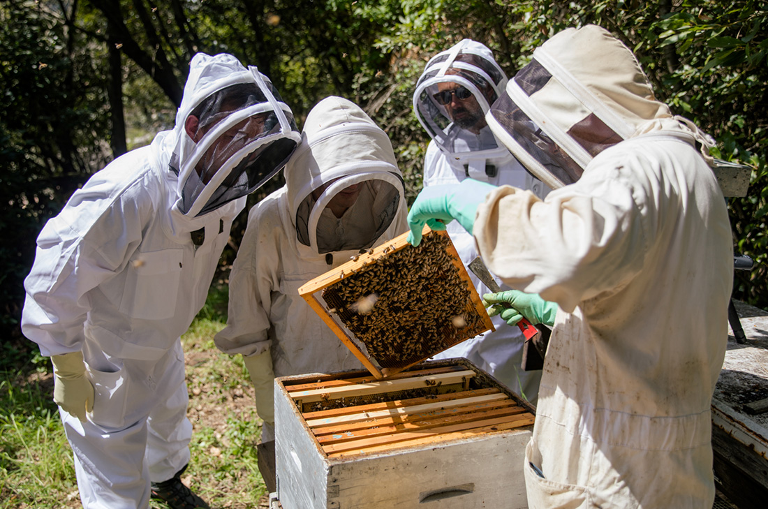 Baptême d'apiculture, une visite au cœur du rucher