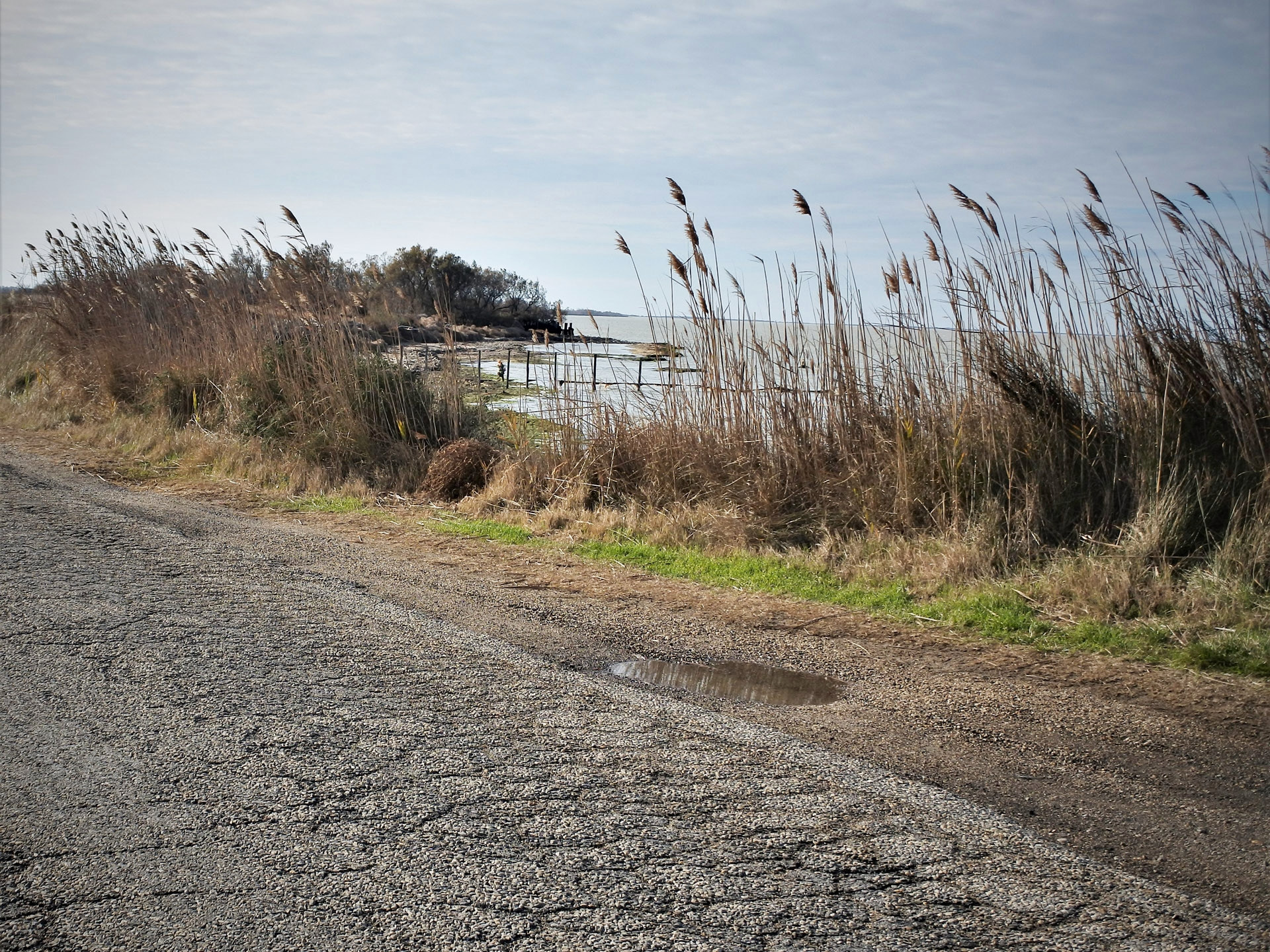 Le vignoble de Camargue, les vins du delta