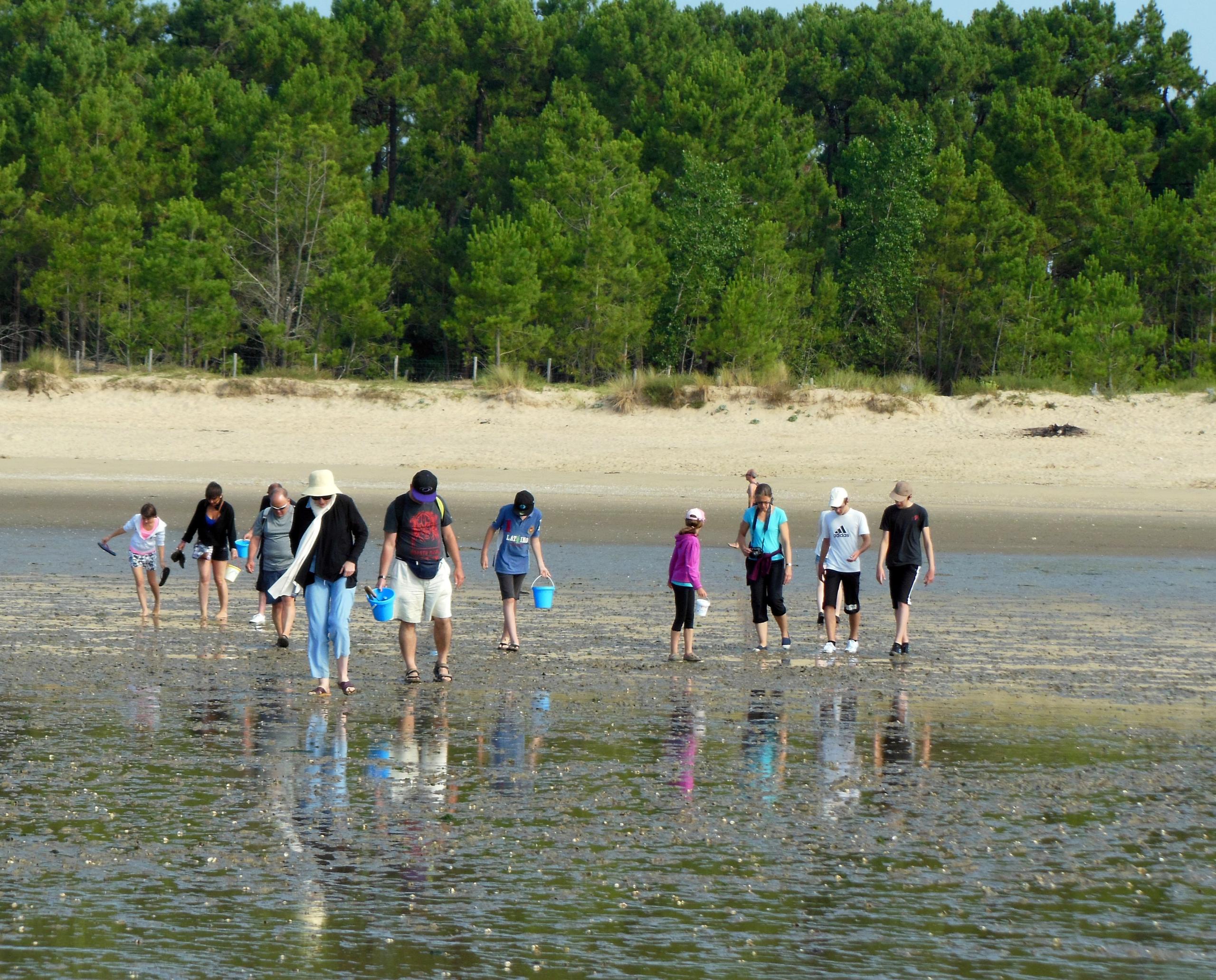 Sortie de sensibilisation à la biodiversité de l'estran
