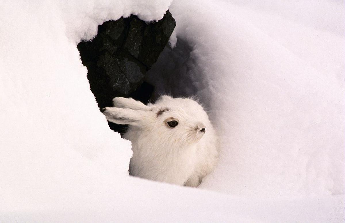 Conférence : les adaptations de la faune en hiver