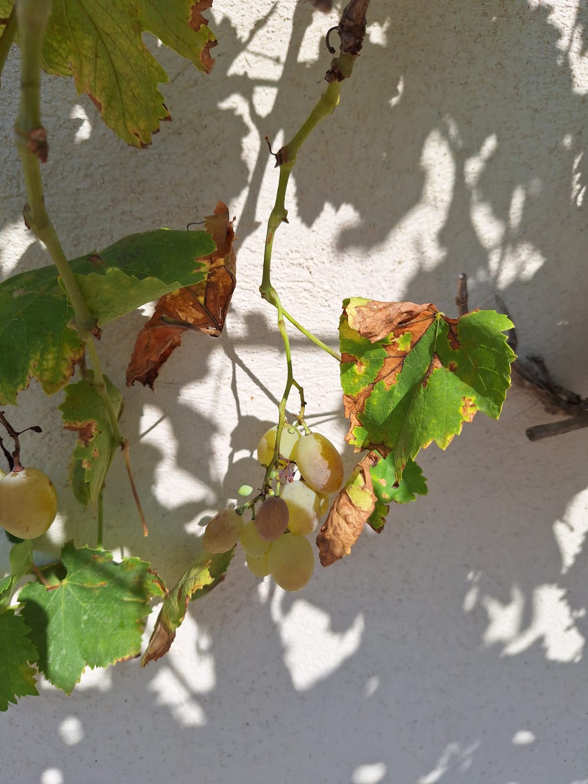 La Magdeleine, Cabannes - photo 10