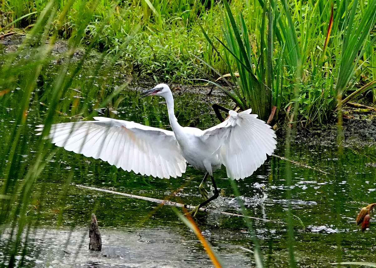 Aigrette Garzette