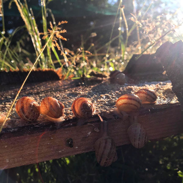 La Coquille de Massiac