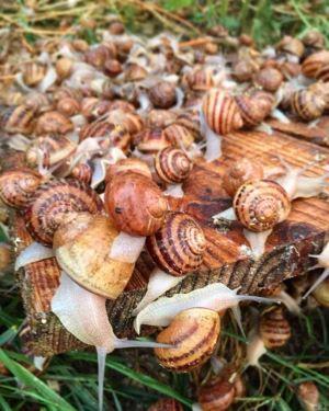 Visite de la Ferme Hélicicole - Découverte des escargots en Nocturne