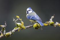 Mésange bleue