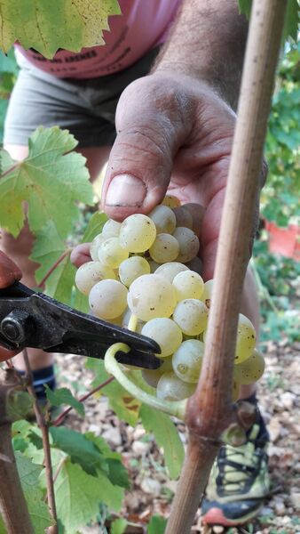 Caveau Tissot Thierry à Vaux en Bugey