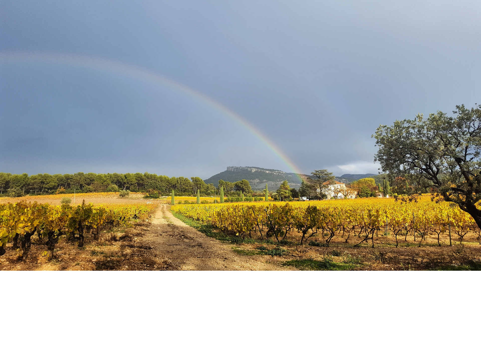 Domaine Cassis Bodin - photo 4