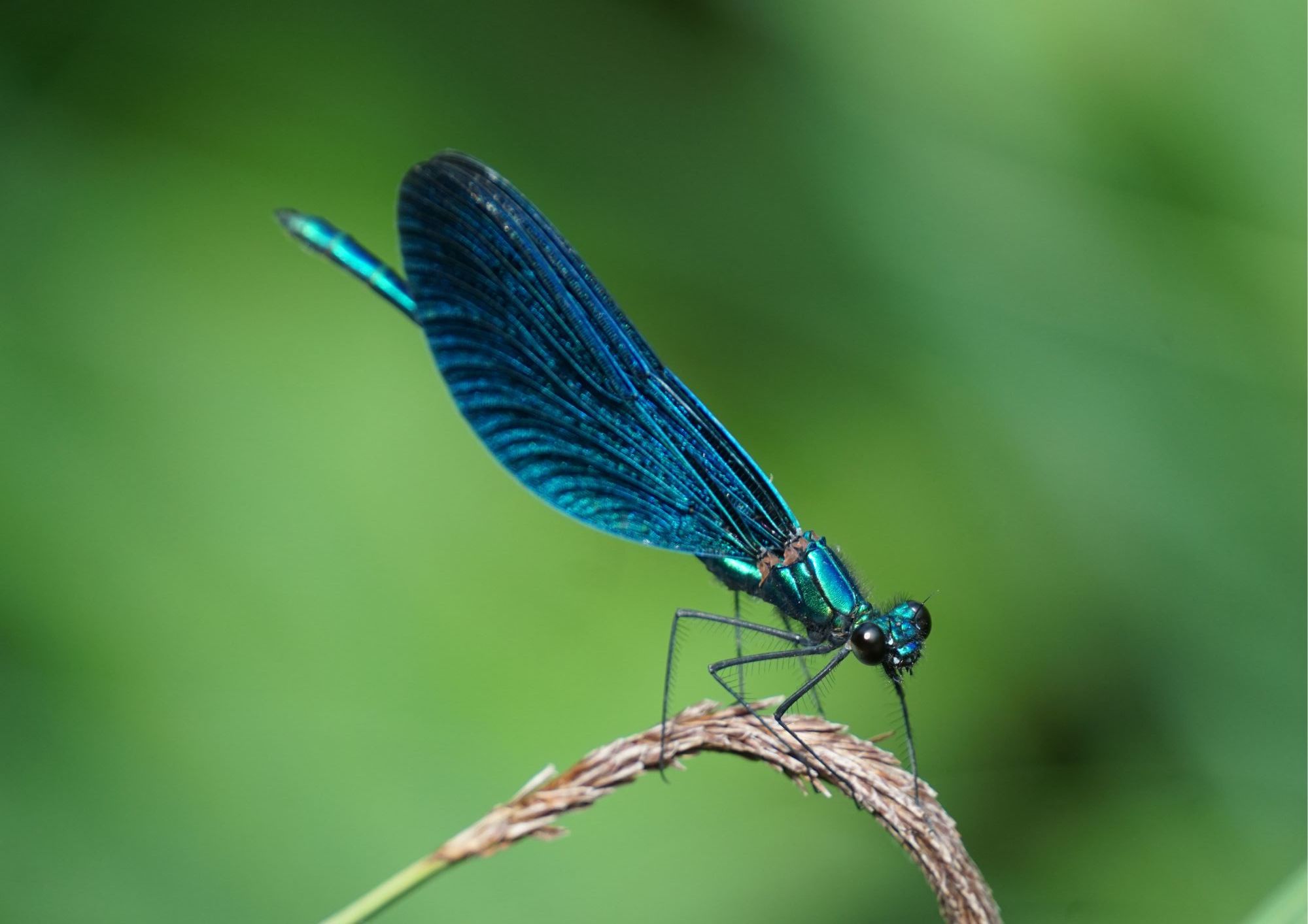 Sortie papillons et odonates - Animation Nature