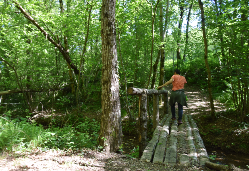sous-bois à Montfa