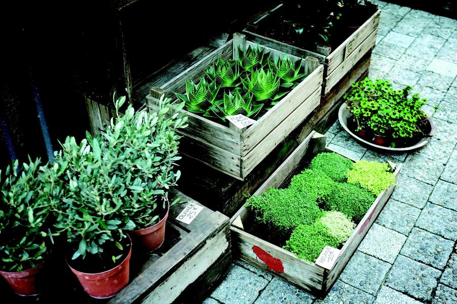 Troc aux plantes