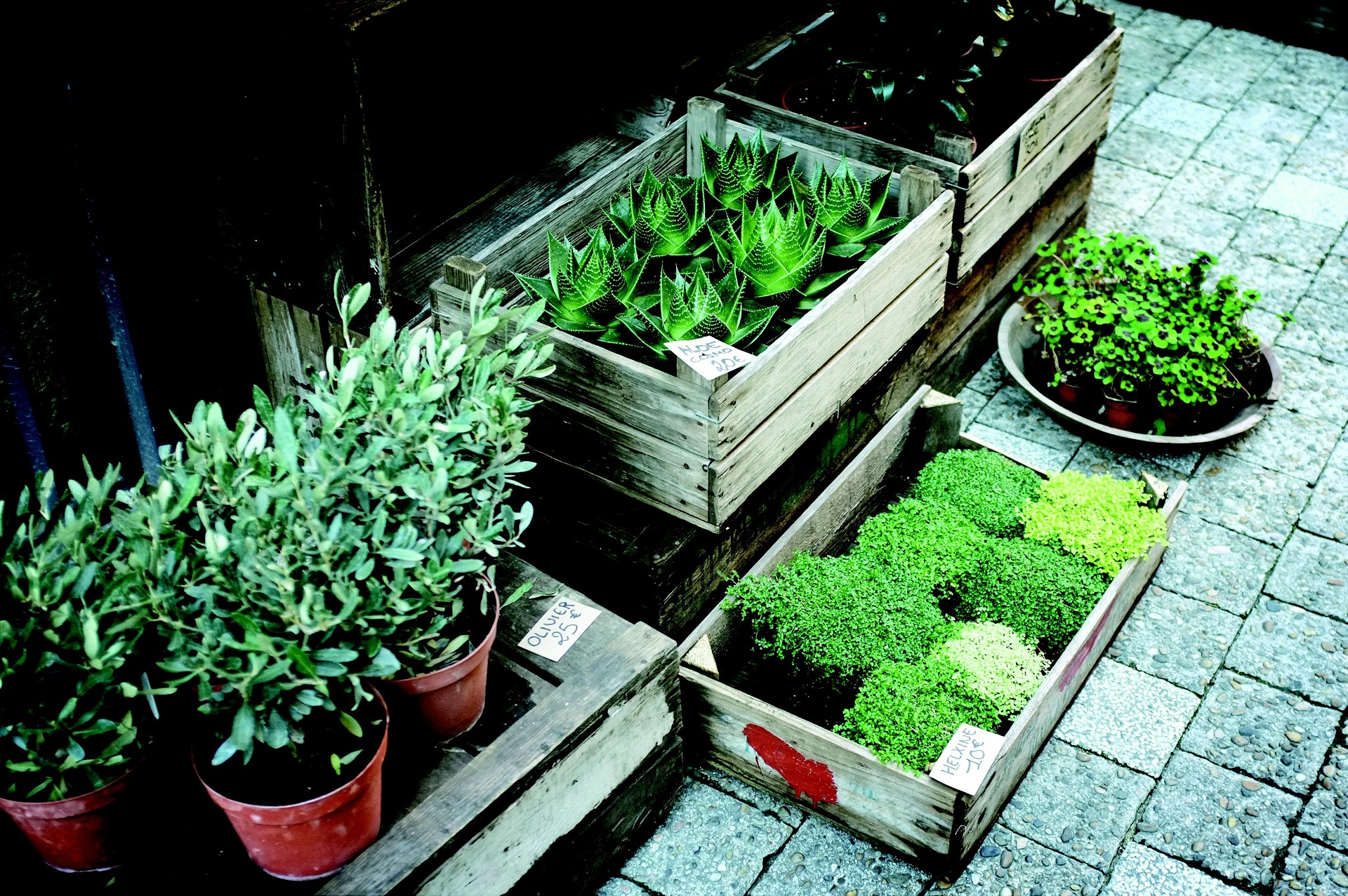 Troc aux plantes