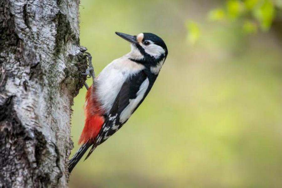 Les oiseaux du lac Daumesnil au bois de Vincennes 