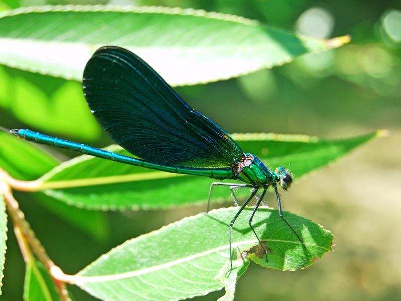Libellule