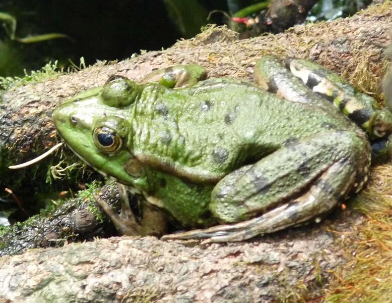 Berges de l'Ardèche