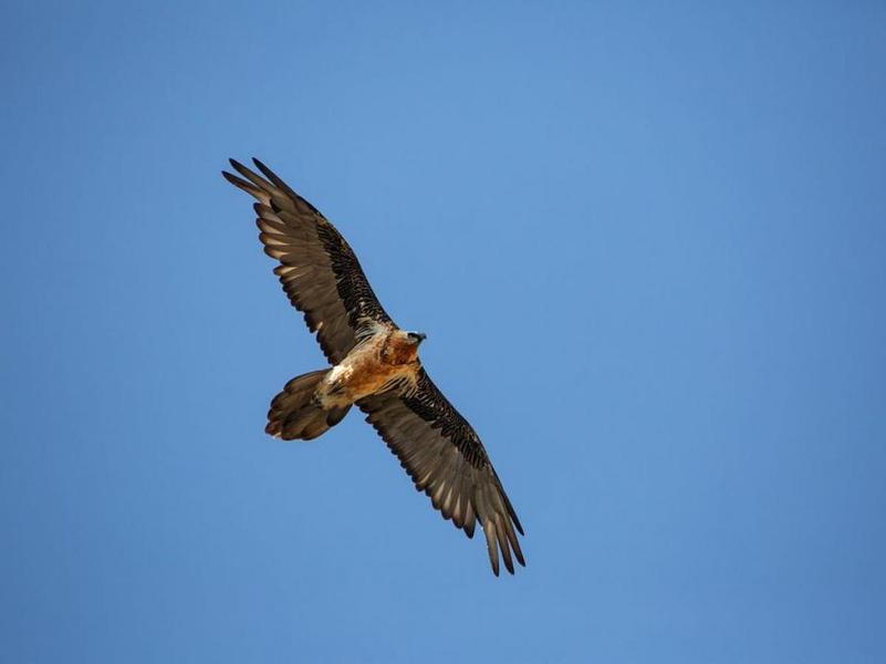 - © Parc national des Ecrins - © Parc national des Ecrins