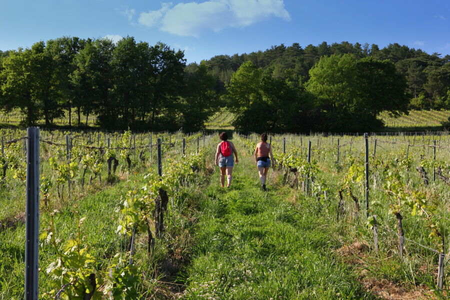 In the Footsteps of Amédee the winegrower 