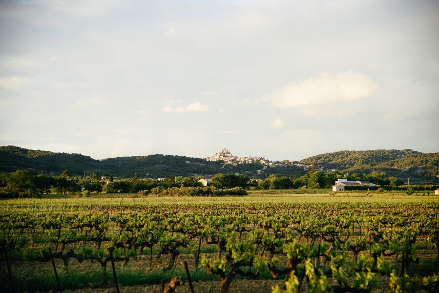 Domaine viticole Vindemio - Terroir - MAZAN - 2020