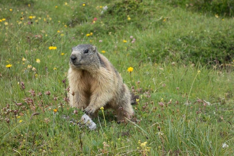Marmotte