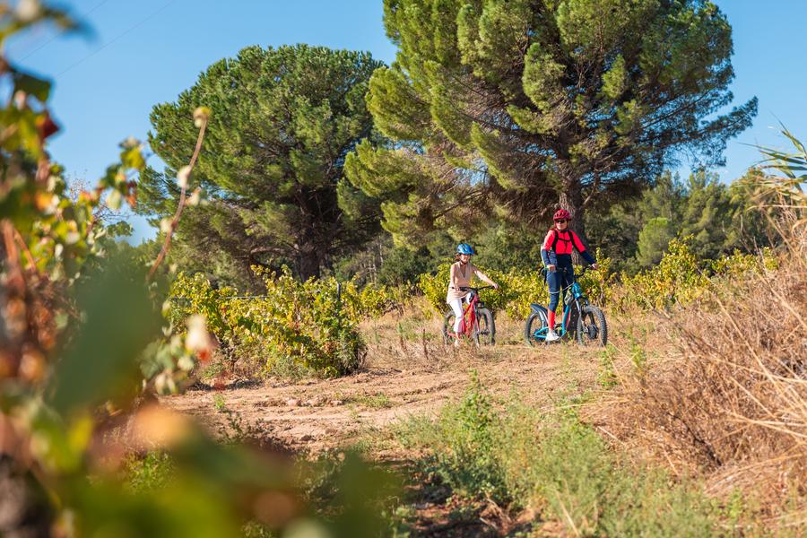 Balade dans le vignoble de Châteauneuf-du-Pape_Courthézon