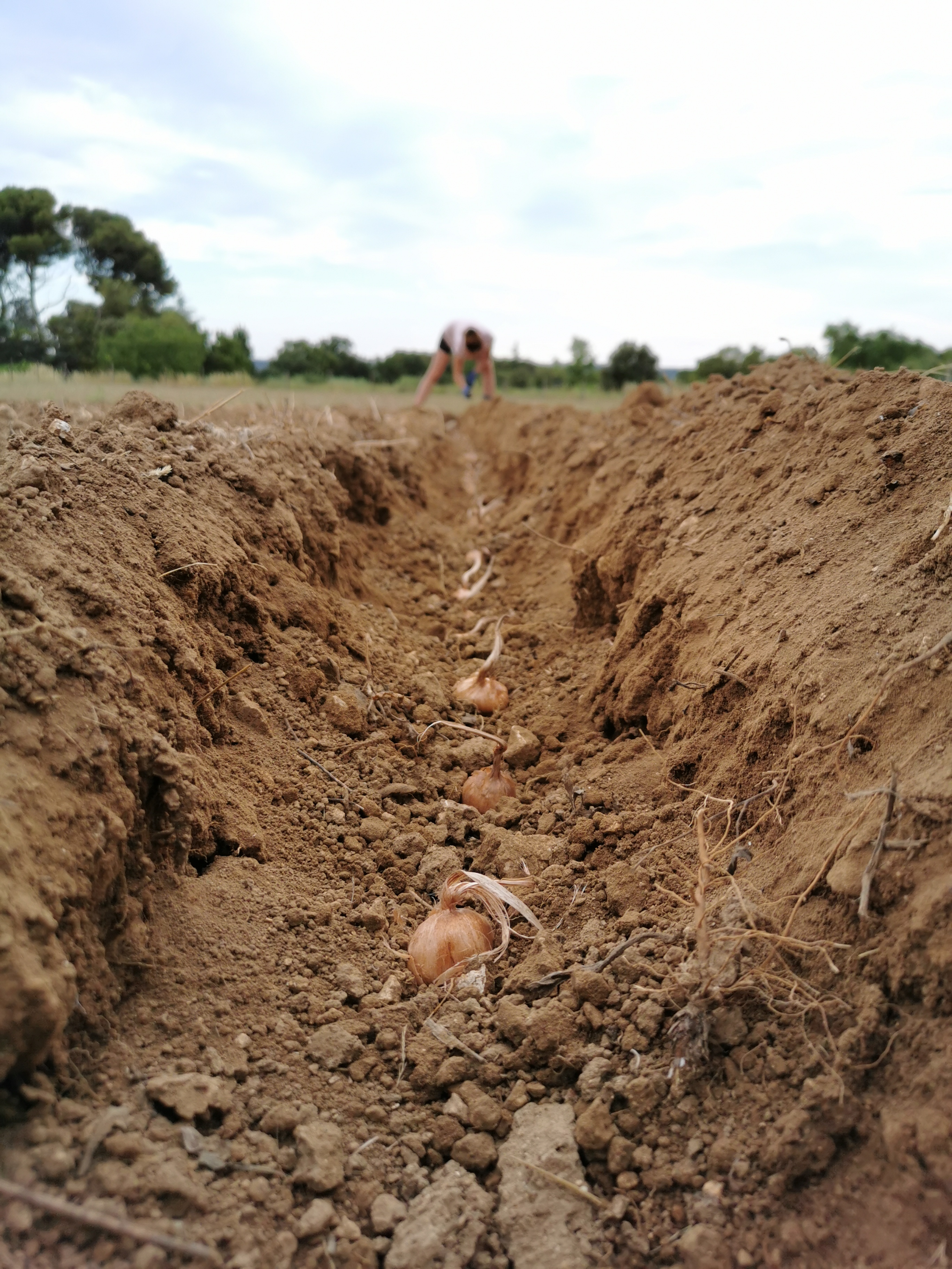 Safranière de Provence - photo 2