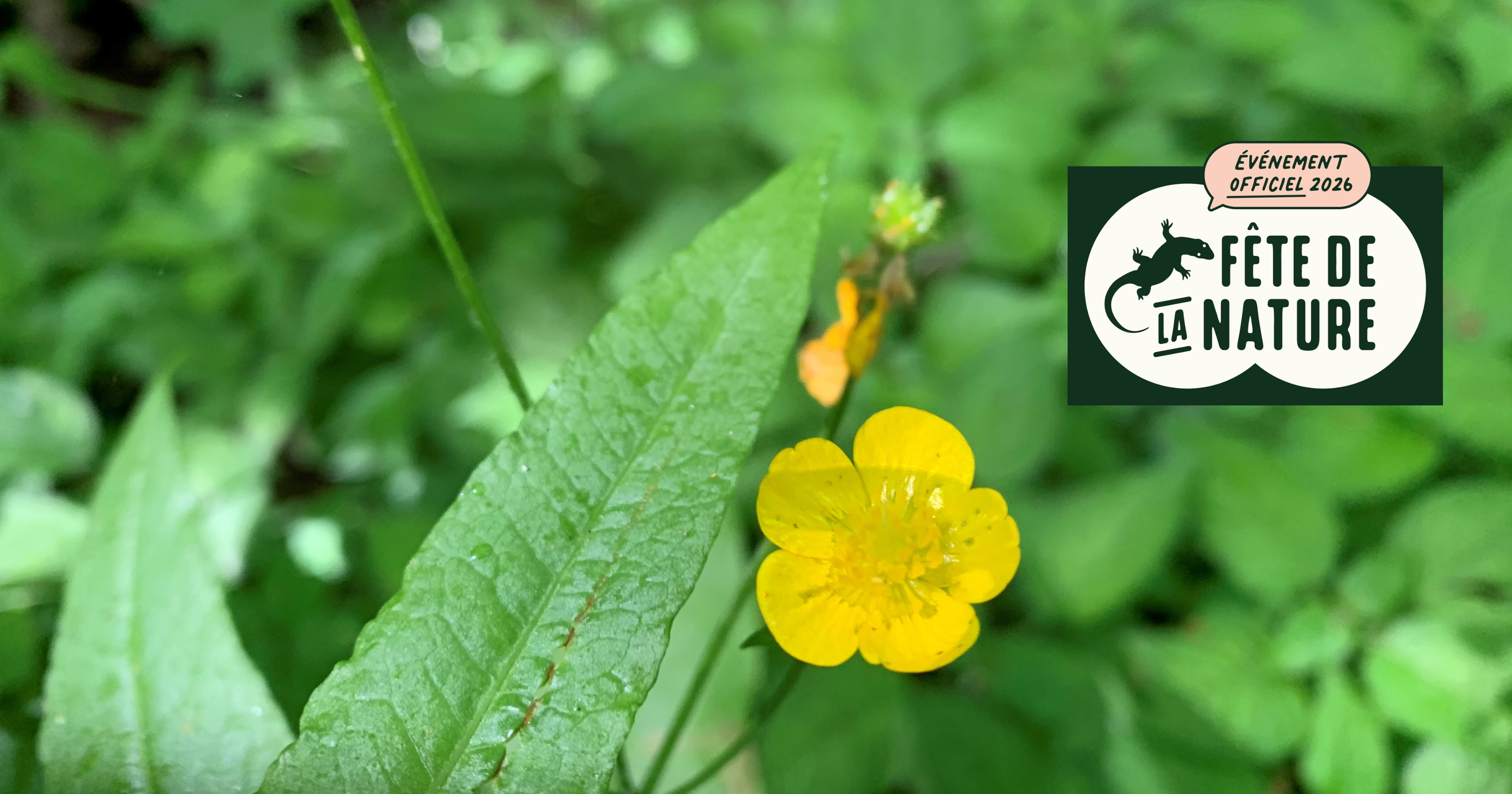 Balades accompagnées au sein d'un espace naturel au Perchay