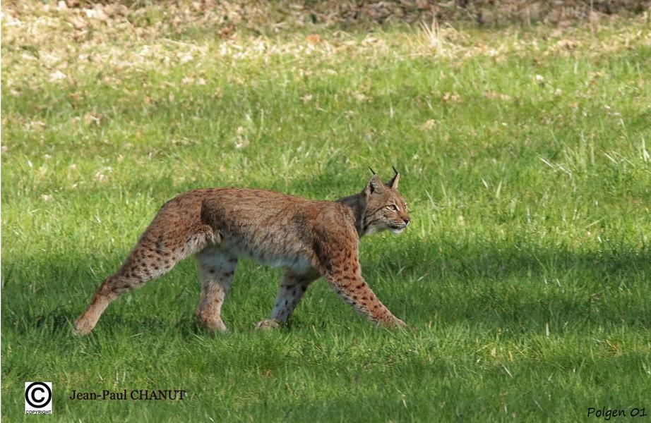 http://Exposition%20sur%20le%20lynx%20boréal