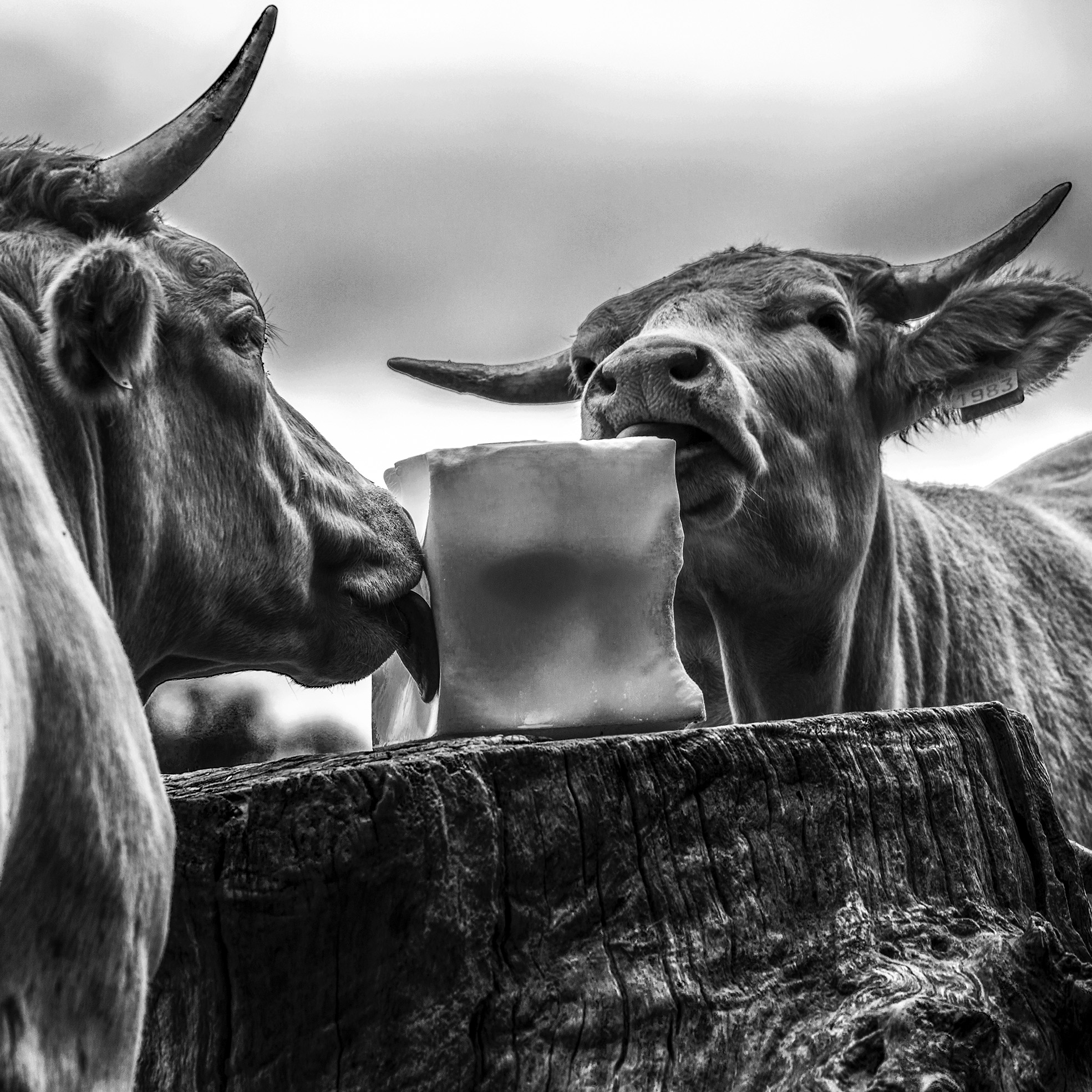 « Genèse d&rsquo;une Œuvre » : Exposition de photographies à « L&rsquo;Arôme »
