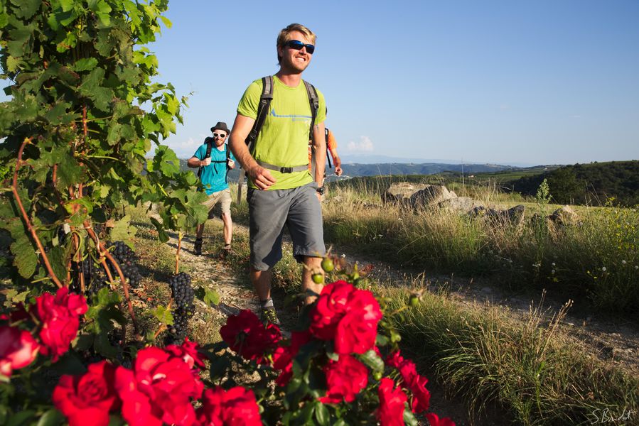 Randonnée dans les vignes
