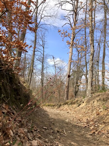 Sentier des baguenaudiers