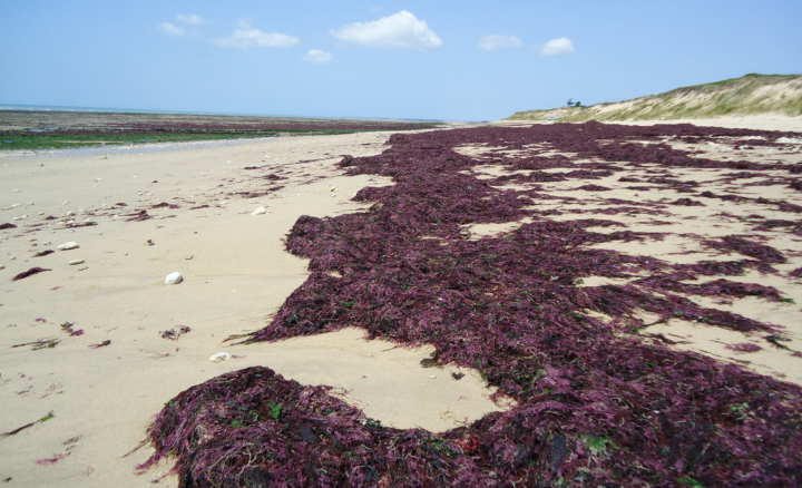 Sortie nature - Les Mystères de la laisse de mer