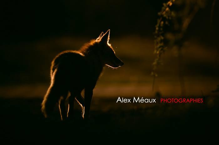 photo de nuit