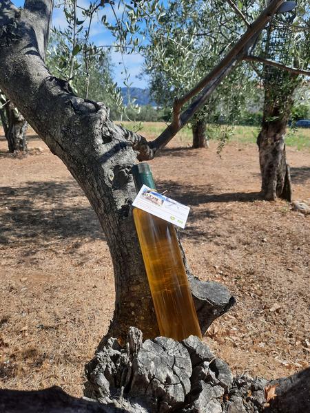 Huile d'olives de nos oliviers !