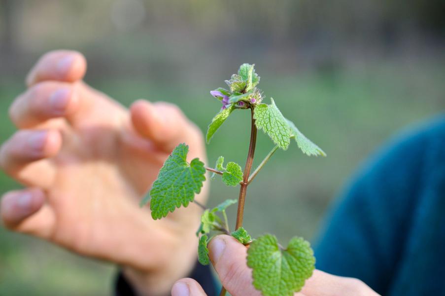 Découvrez les plantes sauvages de la Coulée Verte 