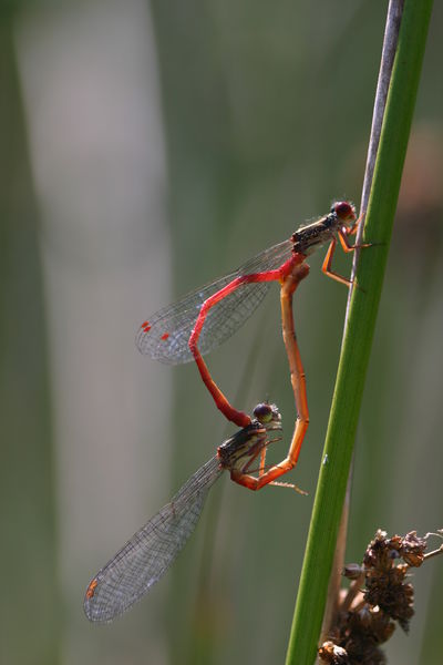 Ceriagrion tenellum, coeur - G.Delcourt - Lo Parvi