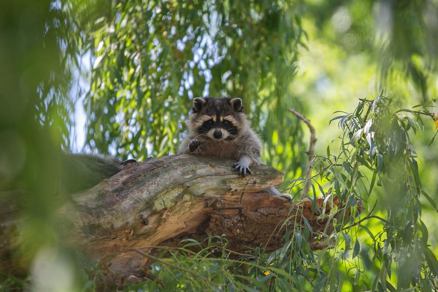 Les lodges au milieu des Ratons Laveurs_Peaugres