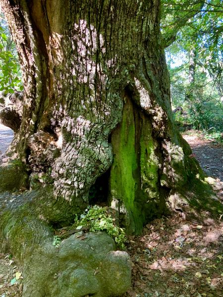 MELIN LE GARDIN DE LA SAINTE BAUME