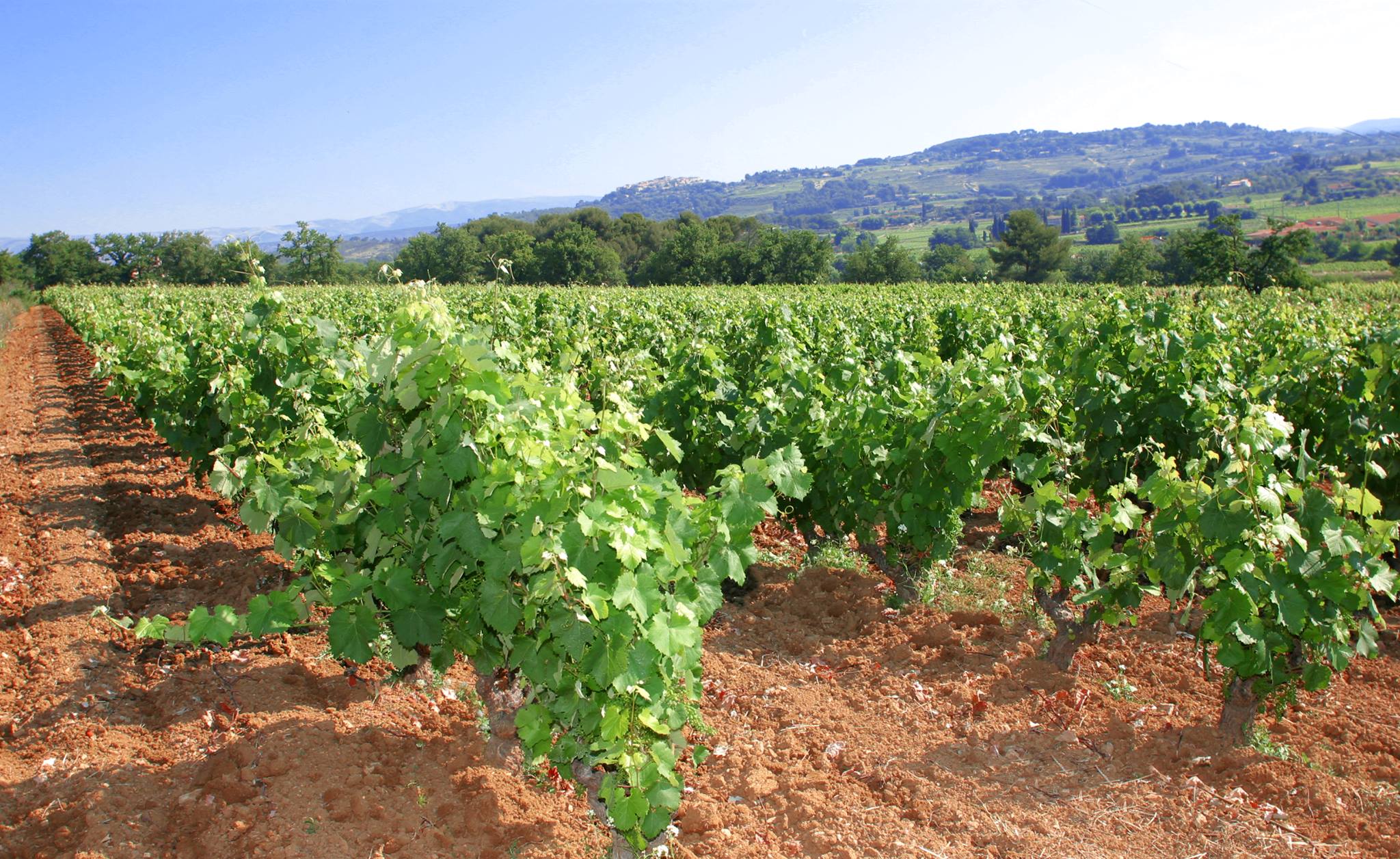 Le vignoble