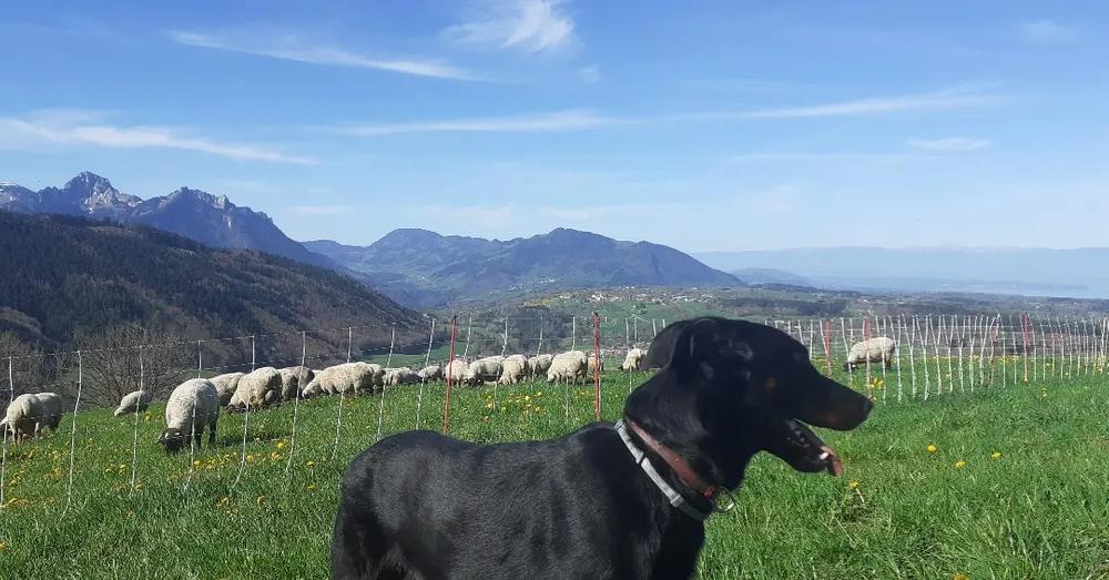 Randonnée rencontre avec les éleveurs - Mont Bénand : Des hommes et des bêtes, la vie de la montagne