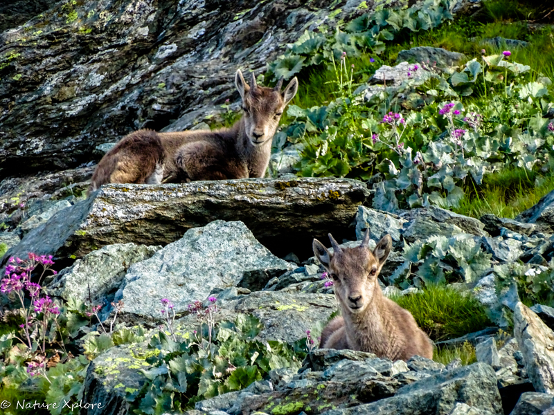 Nature Xplore CHÂTEAUROUX-LES-ALPES